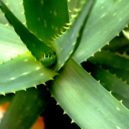 Šest pokojových rostlin, které přežijí skoro všechno - aloe vera, pěstování
