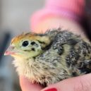 Křepelky - chick-2393719_1280