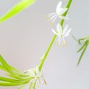 Šest pokojových rostlin, které přežijí skoro všechno - zelenec, pěstování
