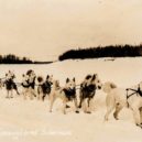 Togo a Balto - spřežení „siberians“