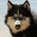 Togo a Balto - husky pes