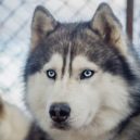 Togo a Balto - husky pes