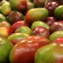 Mango a avokádo - mango