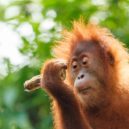 Orangutan - Orangutan