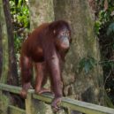 Orangutan - Orangutan
