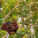 Orangutan - Orangutan