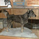 Togo a Balto - Togo pes