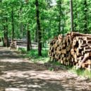 Pražské lesy: sucho a kůrovec - 1 les le