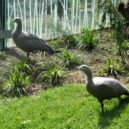 Darwinův kráter - Darwinův kráter zoo