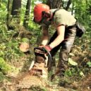 Pražské lesy: sucho a kůrovec - 2 a těžba dřeva.le