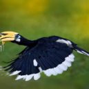 Czech Nature Photo 2020 - Oriental Pied-Hornbill – Anthracoceros albirostris large canopy-dwelling bird in Bucerotidae, sunda pied hornbill (convexus) and Malaysian pied hornbill. Flying, with the prey lizard