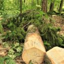 Pražské lesy: sucho a kůrovec - 2 pokácené stromy le