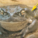Bufo alvarius - Bufo alvarius