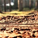 Pražské lesy: sucho a kůrovec - 3 kůrovec le