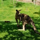 Darwinův kráter - Darwinův kráter klokan zoo