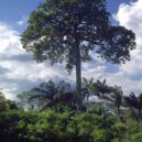 Paraořechy - Juvie ztepilá (Bertholletia excelsa) para