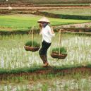 Josef Nesvadba - sfi-fi, literatura, Vietnam, rýř¨že, pole, rolník, zemědělec – 800px-Farmer_in_Vietnam
