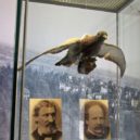 Holubí fotografové - lékárník, leteství, fotogrqafie, holub 800px-Kronberger-burg-museum010 – kopie