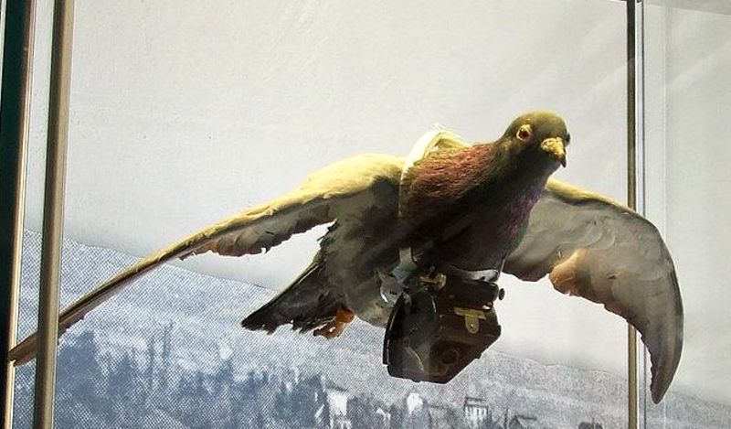 Úředníci mu nevěřili, že jeho holubi umí fotografovat