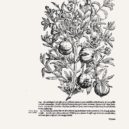 Matthioli a jeho herbář - botanika, herbáře, 16. století Melantrich