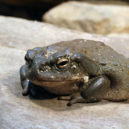 Bufo alvarius - Bufo alvarius