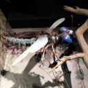 Muzeum Karla Zemana - Vážka z filmu Cesta do Pravěku