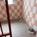 Psí útulek Lesan v Kralupech nad Vltavou - FOTO OTVIRAK SEVER V kralupském útulku Lesan zůstávají hlavně velcí psi – foto AC 11