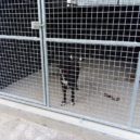 Psí útulek Lesan v Kralupech nad Vltavou - FOTO OTVIRAK SEVER V kralupském útulku Lesan zůstávají hlavně velcí psi – foto AC 3