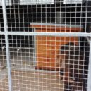 Psí útulek Lesan v Kralupech nad Vltavou - FOTO OTVIRAK SEVER V kralupském útulku Lesan zůstávají hlavně velcí psi – foto AC 6
