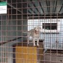 Psí útulek Lesan v Kralupech nad Vltavou - FOTO OTVIRAK SEVER V kralupském útulku Lesan zůstávají hlavně velcí psi – foto AC uvodni