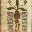 Lékaři a příroda - Gart mandragora