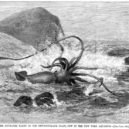 Pod hladinou - Giant squid from Harper’s Weekly