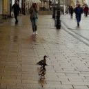 Karlovy Vary po koronaviru - Karlovy Vary – kachny kachny na ulici All-focus