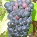 Víno Karla IV. - víno hrozen vinná réva IMG_Pinot_Noir_1