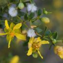 Organismy z doby mamutů - Larrea tridentata