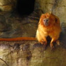 Lvíček zlatý - Lvíček zlatý, ZOO Dvůr Králové