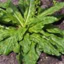Lékaři a příroda - Mandragora