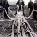 Pod hladinou - Obří krakatice