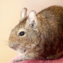 Osmák degu - Osmák degu
