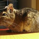 Osmák degu - Osmák degu