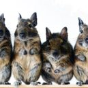 Osmák degu - Osmák degu