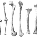 Josef Nesvadba - sfi-fi, literatura, vykopávky, člověk, fosílie, archeologie, antropologie  PSM_V44_D639_Showing_leg_bones