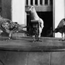 Holubí fotografové - lékárník, leteství, fotogrqafie, holub Pigeoncameras