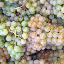 Víno Karla IV. - víno hrozen vinná réva Pinot-blanc