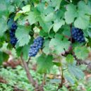 Víno Karla IV. - víno hrozen vinná réva Pinot_noir_Côte_de_Beaune,_Burgundy