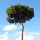 Chraňme oči - Pinus maritima borovice