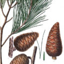 Chraňme oči - Pinus maritima borovice