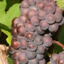 Víno Karla IV. - víno hrozen vinná réva Rulaender_Lehrensteinsfeld_20080928