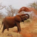 Co možná ještě nevíte o největším suchozemském savci - Slon Africký