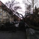 Pád stromu v ulici Na Dlouhém Lánu - Spadlý strom2